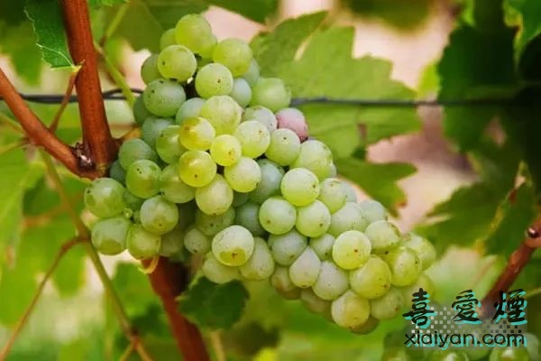酿造葡萄酒的主要葡萄品种有哪些？它们各有什么特点？-11