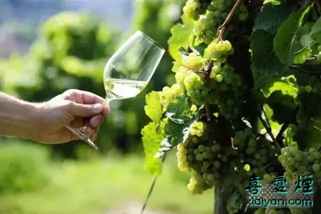 酿造葡萄酒的主要葡萄品种有哪些？它们各有什么特点？-12