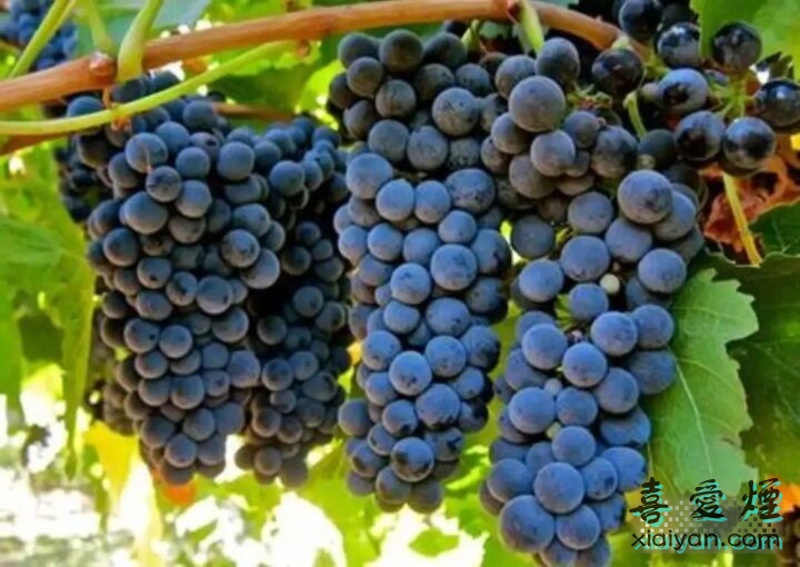 酿造葡萄酒的主要葡萄品种有哪些？它们各有什么特点？-7