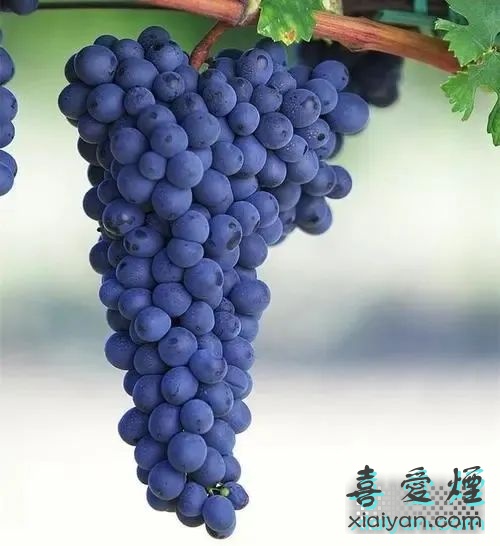 酿造葡萄酒的主要葡萄品种有哪些？它们各有什么特点？-8