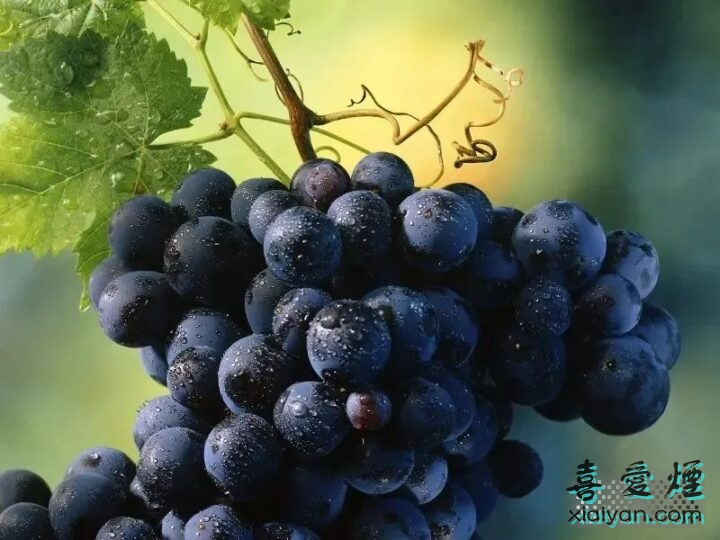 酿造葡萄酒的主要葡萄品种有哪些？它们各有什么特点？-3