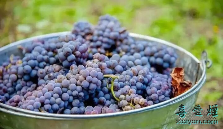酿造葡萄酒的主要葡萄品种有哪些？它们各有什么特点？-4