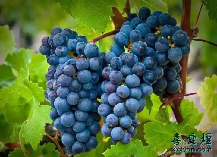 酿造葡萄酒的主要葡萄品种有哪些？它们各有什么特点？-5